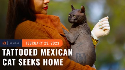 Tattooed Mexican cat seeks new home after life behind bars