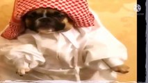 Funny Animals Video | Funny Animals Life | Funny Animal | Funny Videos | Funny Video | Funny Dog Videos | Funny Cat Video | Funny Dogs | Cute Animals