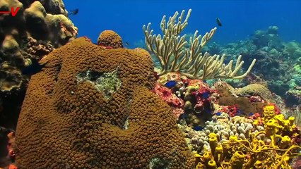 Alarming Study Found ‘Forever Chemicals’ in Animals on Every Continent Except One