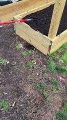 Toddler Plays in Garden Dirt