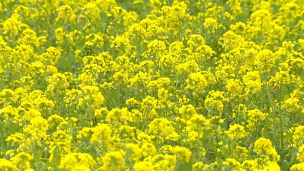 제주에는 유채꽃 활짝..."벌써 봄!" / YTN