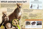 Which animals have fur ?