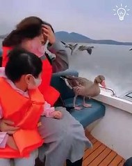 Best encounter with wild geese