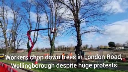 London Road, trees on The Walks Wellingborough are felled by Stanton Cross development contractors