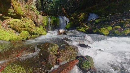 4K HDR Wide Angle Nature Video - Mossy Forest Cascade - Daily Relaxation
