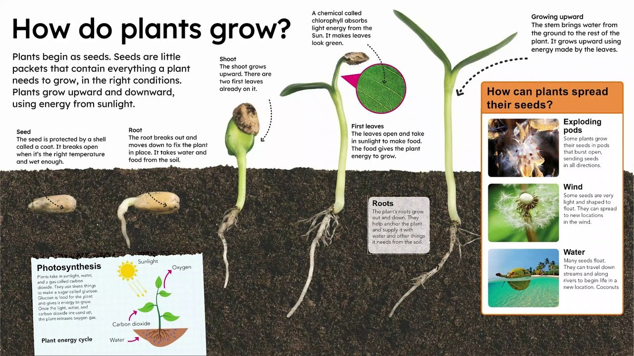 How do plants grow ?