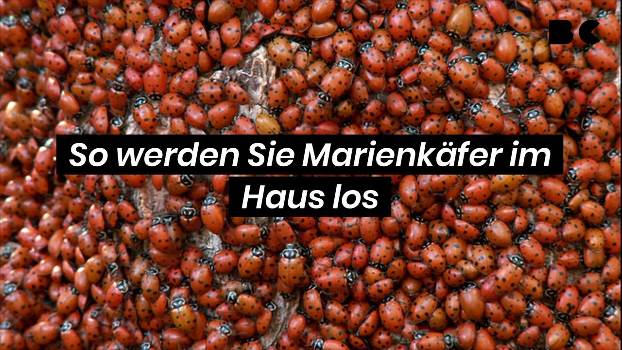 Marienkafer Im Haus