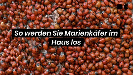 So werden Sie Marienkäfer im Haus los