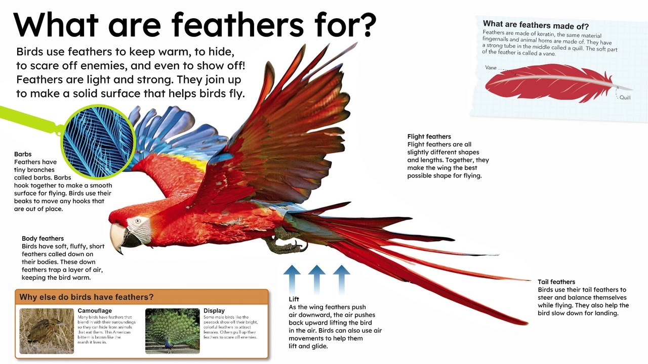 What are feathers for?