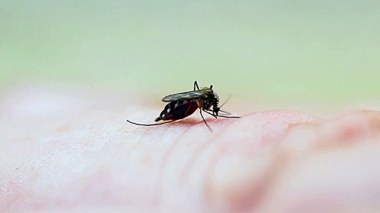 dengue