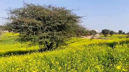 सरसों की खेती की ओर बढ़ रहा किसानों का रुझान
