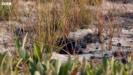 Cheetah Cubs Learn to Hunt - Dynasties II - BBC Earth