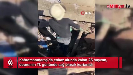 Depremin 17. gününde 25 hayvan enkaz altından sağ çıkarıldı