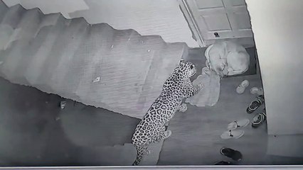 Leopard attacks neighbours dog