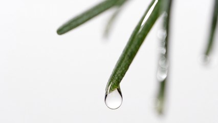 Does Rosemary Oil Really Help With Hair Growth  Here s What Experts Have to Say