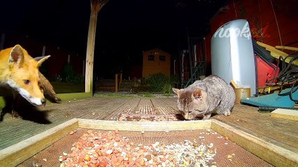 ANIMALS THAT MESSED WITH THE WRONG OPPONENT