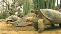 This Adorable Tortoise Loves Getting His Neck Scratched