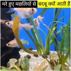 मरे हुए मछलियों से बदबू क्यों आती है