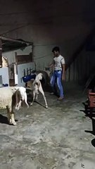 #Goat #Viral #viralvideo #viralshorts #viralshort #Entertainment #Play #Fun