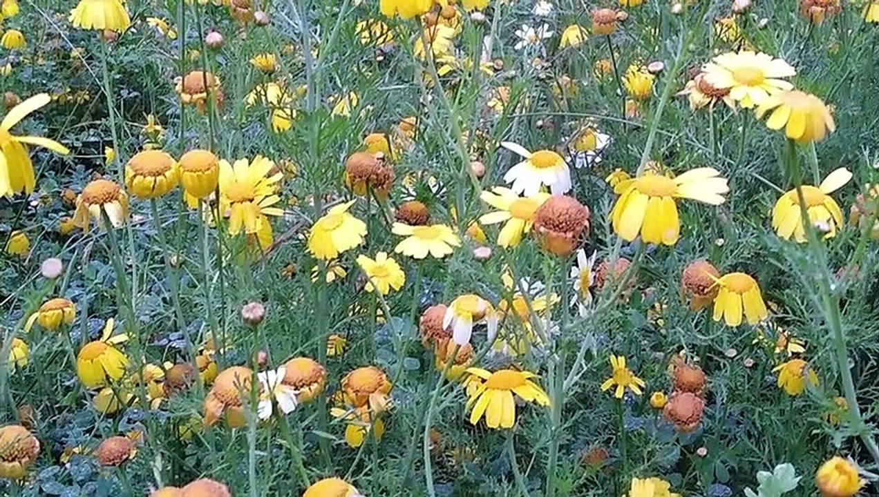 Nature Vid Vol. 1