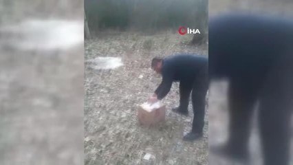 Tedavisi tamamlanan Şahin doğal ortamına salındı