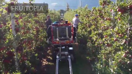 Modern Technology Apple Farming
