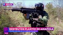 Destruyen plantío de amapola en Sinaloa valuado en 3.9 mdp