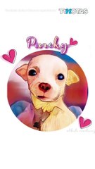 Adiós a Pinky, el héroe de cuatro patas 🐾