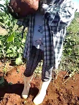 Paranaense colhe batata-doce gigante em horta comunitária