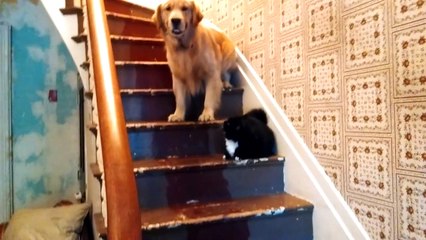 Chevy the cat says you may not pass...