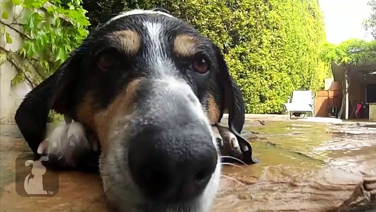 Swimming pool fun with these cute dogs! - Dogs at Play Episode 1