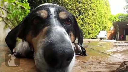 Swimming pool fun with these cute dogs! - Dogs at Play Episode 1