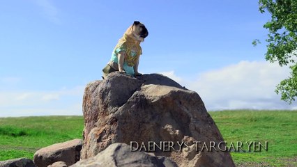 The Pugs of Westeros