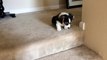 Corgi puppy going down stairs