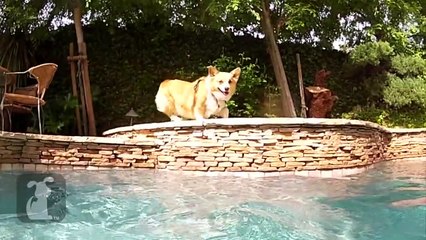 Cute dog Swimming - Dogs at Play