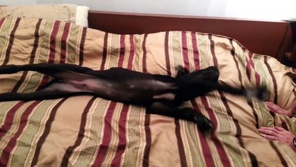 Great Dane puppy at 3_30am Talking