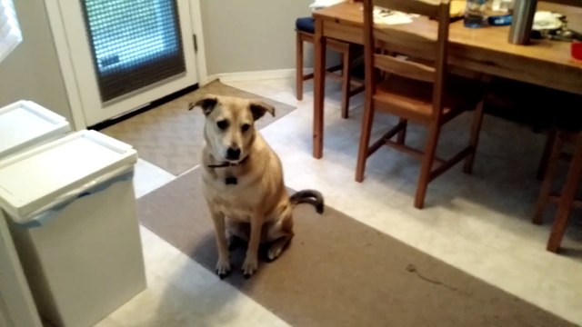 My dog gets super excited at the food bin being opened, yet she's very well disciplined.