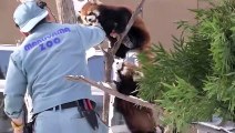 Red Pandas are obsessed with apple〜リンゴに夢中のレッサーパンダ