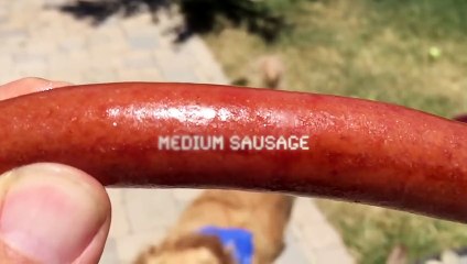 Fritz Learns to Catch - Sausage Compilation