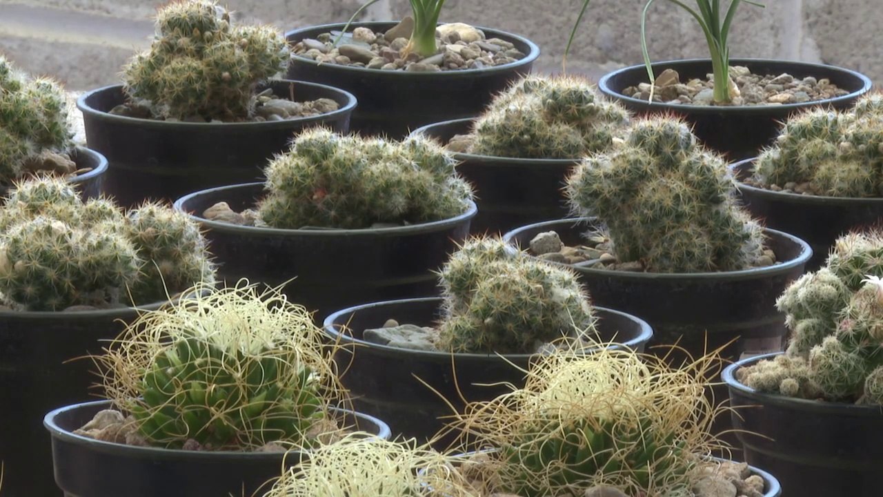 ¡Un pulmón! Conoce el Jardín Botánico Regional de Cadereyta