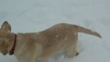 Pourquoi Pas dans la neige