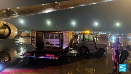 Cuatro ejemplares de panda gigante fueron devueltos a China desde Japón