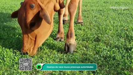 Doença da vaca louca preocupa autoridades