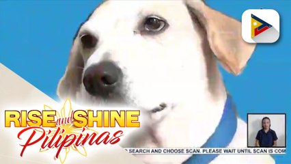 Aspin o asong Pinoy, marunong umuwi mag-isa mula sa kaniyang pet groomer
