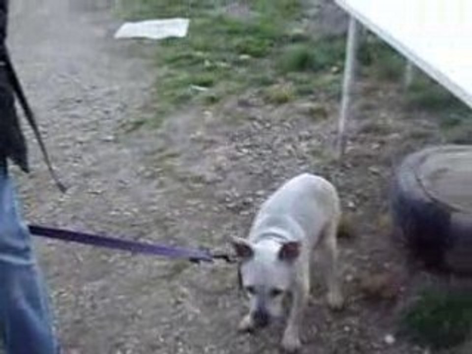 Cairn terrier vidéo 18 mars 08