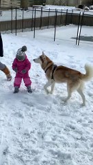 Playful Husky Steals Little Girl's Hat