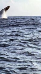 Mama Whale Breaches Followed Closely by Her Calf