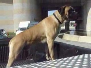 DODGE RAM ( a deux mois je fais comme les grands).