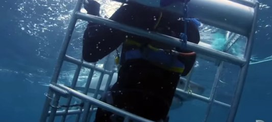 Shark attack humans in cage in the sea .
