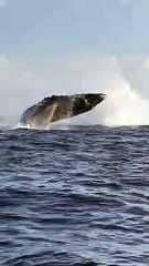 Mama Whale Breaches Followed Closely by Her Calf